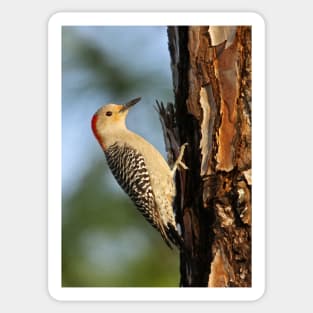 Red-bellied Woodpecker Sticker